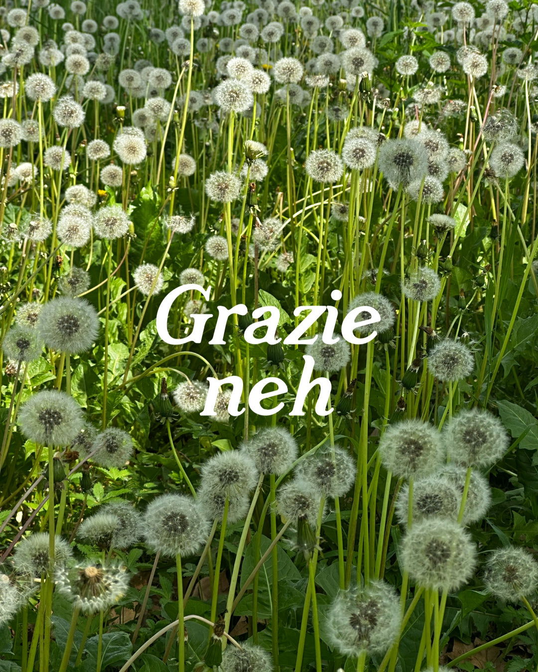 Grazie neh