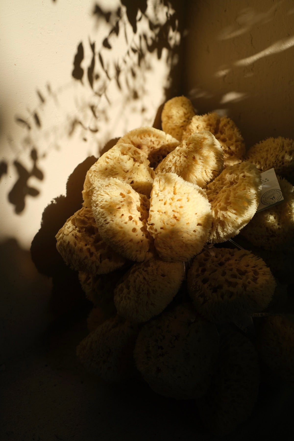 Spugna Arcipelago varie misure