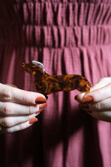 Pinza Bassotto