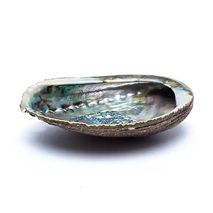 Conchiglia abalone arcobaleno